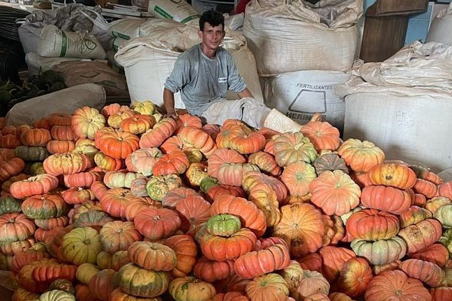 Produção de abóbora gera receita superior a R$100 milhões e beneficia centenas de cidades no Paraná.