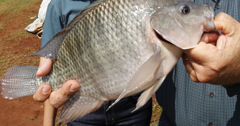 Paraná se destaca como líder nacional na produção de peixes, alcançando 273 mil toneladas em 2025