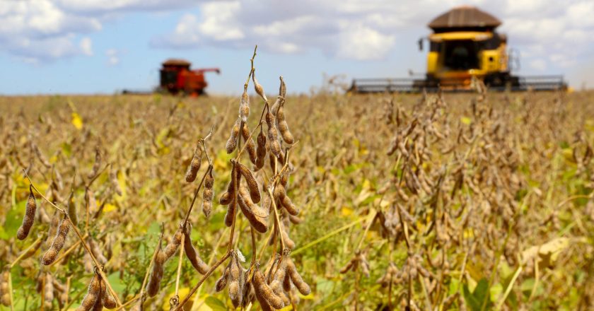 Guarapuava desponta como líder na produção de soja no estado do Paraná
