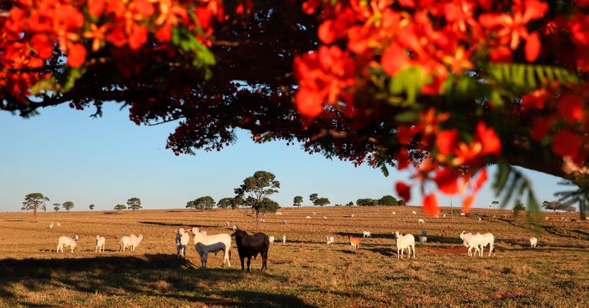 Adapar dá início à Campanha de Atualização de Rebanhos 2026 nesta sexta-feira