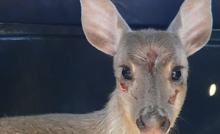 IAT libera veado-catingueiro recuperado em Irati após cuidados veterinários