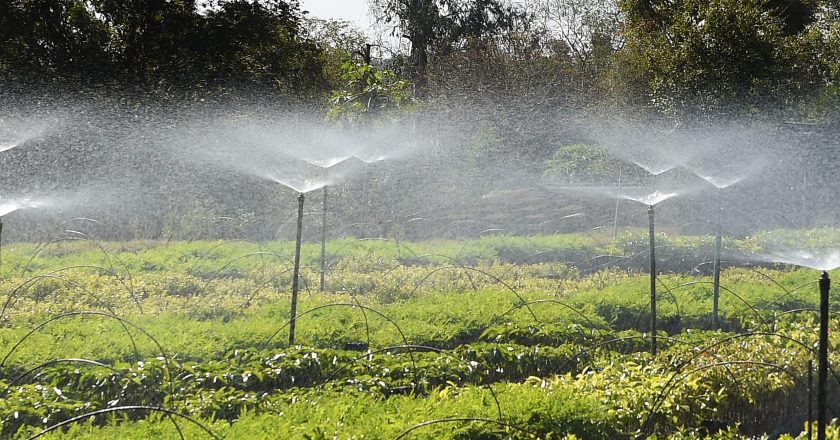 Cuidado no cultivo: Instituto Água e Terra sinaliza riscos de frio e geadas para mudas