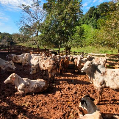 Paraná atinge 67% na atualização de rebanhos; prazo final é 30 de junho