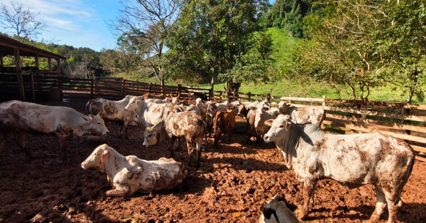 Paraná atinge 67% na atualização de rebanhos; prazo final é 30 de junho