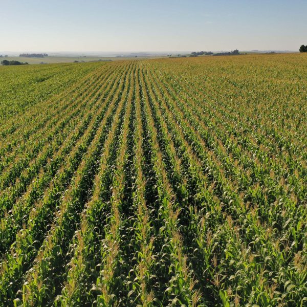 Expansão da área cultivada com milho no Paraná atinge 31% na primeira safra e promete novo recorde na segunda