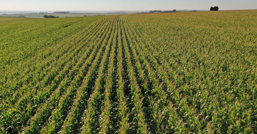 Expansão da área cultivada com milho no Paraná atinge 31% na primeira safra e promete novo recorde na segunda