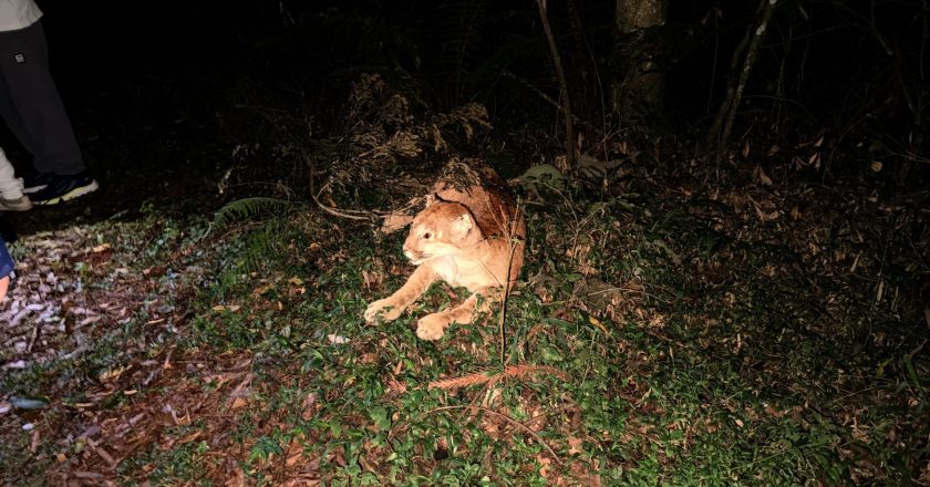 Caminhada Sob a Luz da Lua Atrai Aventureiros em Busca de Conexão com a Natureza no Parque das Araucárias