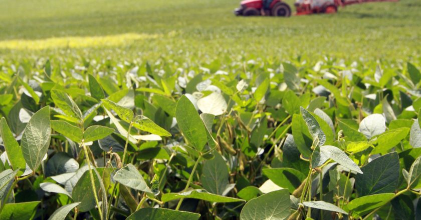 Soja gera US$ 2,94 bilhões e fortalece o agronegócio paranaense até maio
