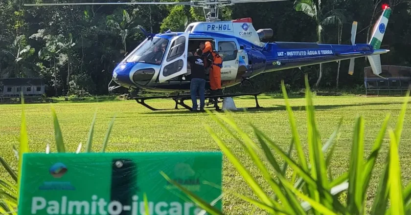 Setecentas mil sementes de palmito-juçara são lançadas no litoral para revitalizar a Mata Atlântica
