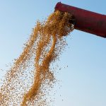 Projeção do IBGE indica colheita de 347,4 milhões de toneladas para 2026