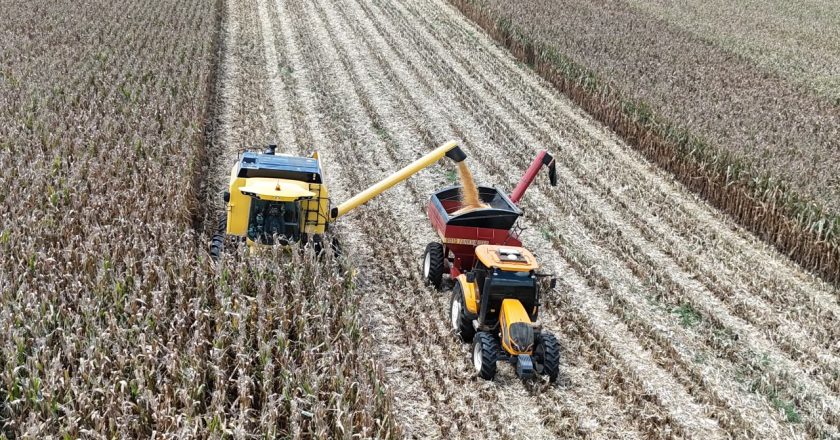 Produtividade do milho é triplicada por agricultor de Guarapuava, batendo novo recorde no Brasil