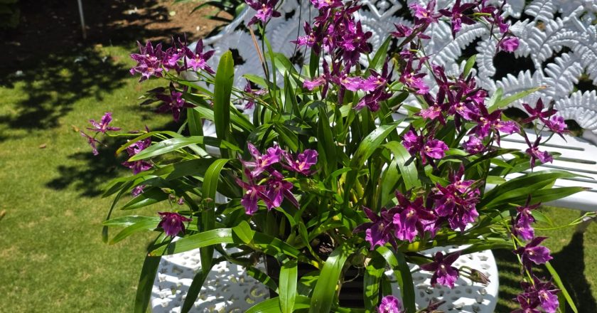 Guarapuava recebe Exposição de Orquídeas, celebrando a diversidade da maior família de plantas floridas do planeta