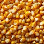 Progresso na colheita do milho da 2ª safra 2025/26 no Paraná é favorecido por mínimas ameaças de geadas, aponta Deral