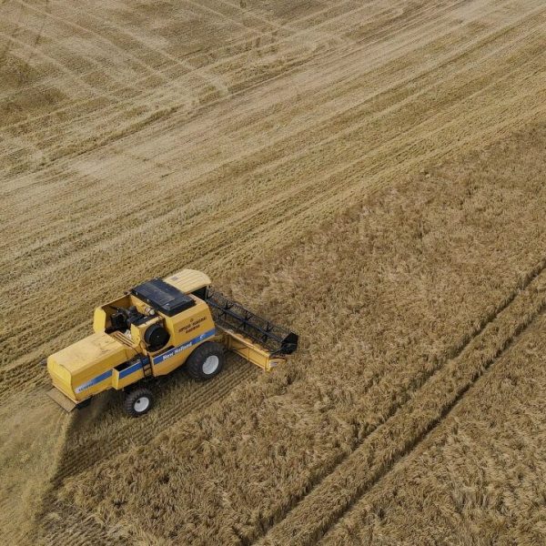 Colheita de Cevada no Paraná avança para 4% da área projetada, revela relatório do Deral