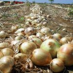 Guarapuava se destaca entre os cinco melhores municípios do Paraná em produção de olerícolas