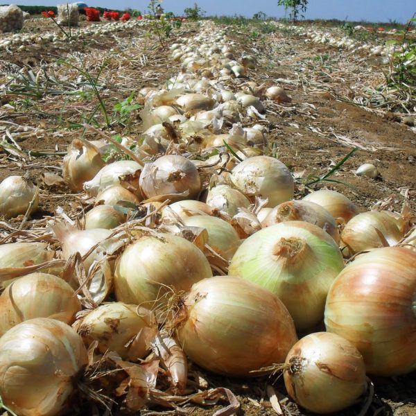 Guarapuava se destaca entre os cinco melhores municípios do Paraná em produção de olerícolas