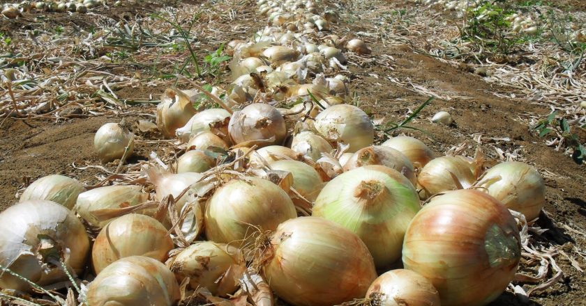 Guarapuava se destaca entre os cinco melhores municípios do Paraná em produção de olerícolas