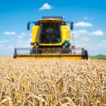 Colheita do trigo no Paraná tem salto de 5% para 20% da área estimada