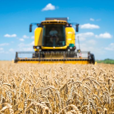 Colheita do trigo no Paraná tem salto de 5% para 20% da área estimada