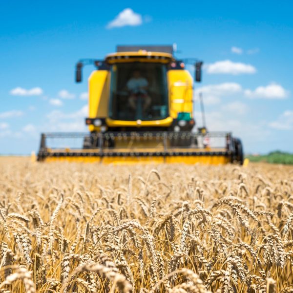 Colheita do trigo no Paraná tem salto de 5% para 20% da área estimada