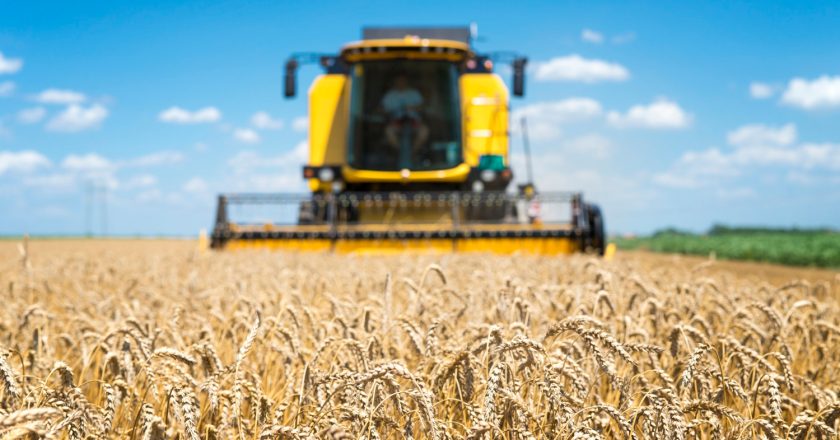 Colheita do trigo no Paraná tem salto de 5% para 20% da área estimada