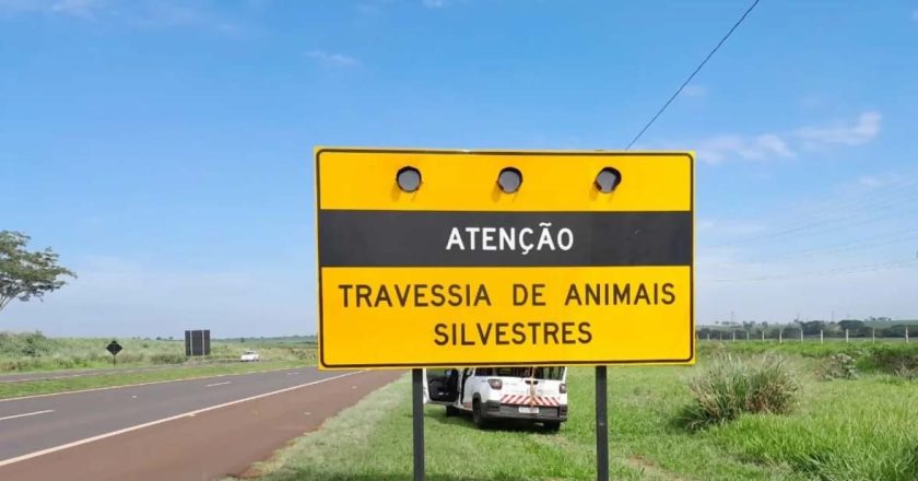 Feriado estendido: Medidas de proteção à vida selvagem são intensificadas nas rodovias