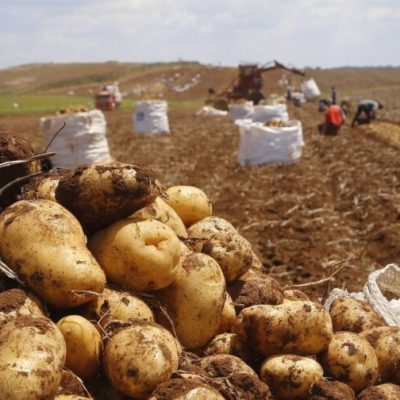 Batata impulsiona negócios na região de Guarapuava, aponta Deral