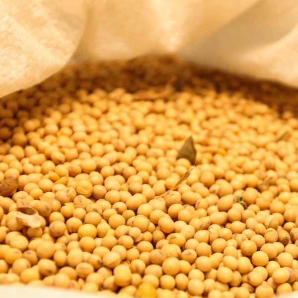 Plantio de soja é liberado para agricultores em quatro áreas do Paraná