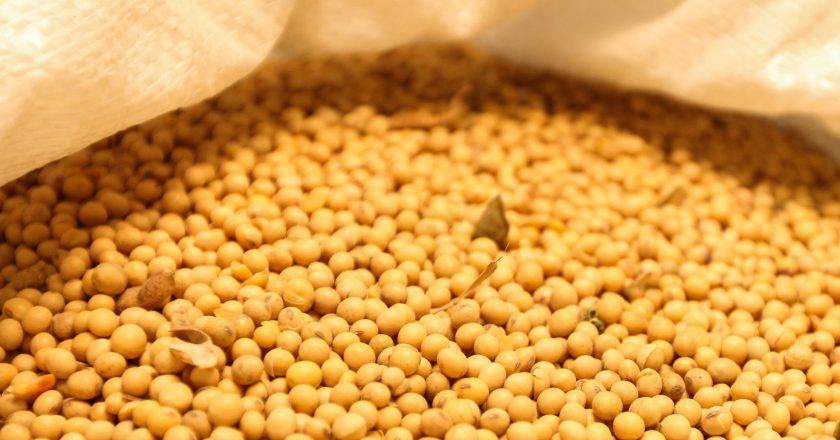 Plantio de soja é liberado para agricultores em quatro áreas do Paraná