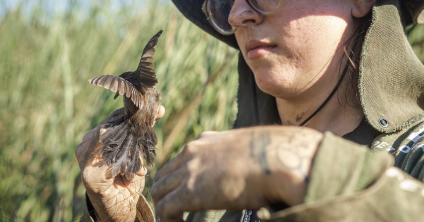Tecnologia de IA na Identificação de Aves Indica Revitalização dos Manguezais no Litoral Paranaense